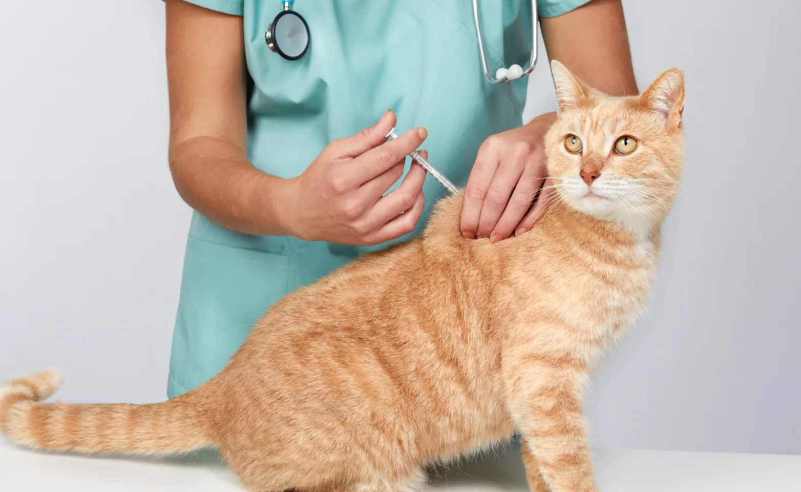 Cat receiving injection at clinic